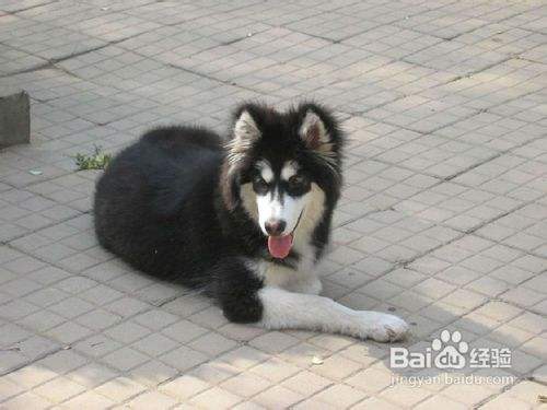 增强阿拉斯加雪橇犬免疫力的小方法 百度经验