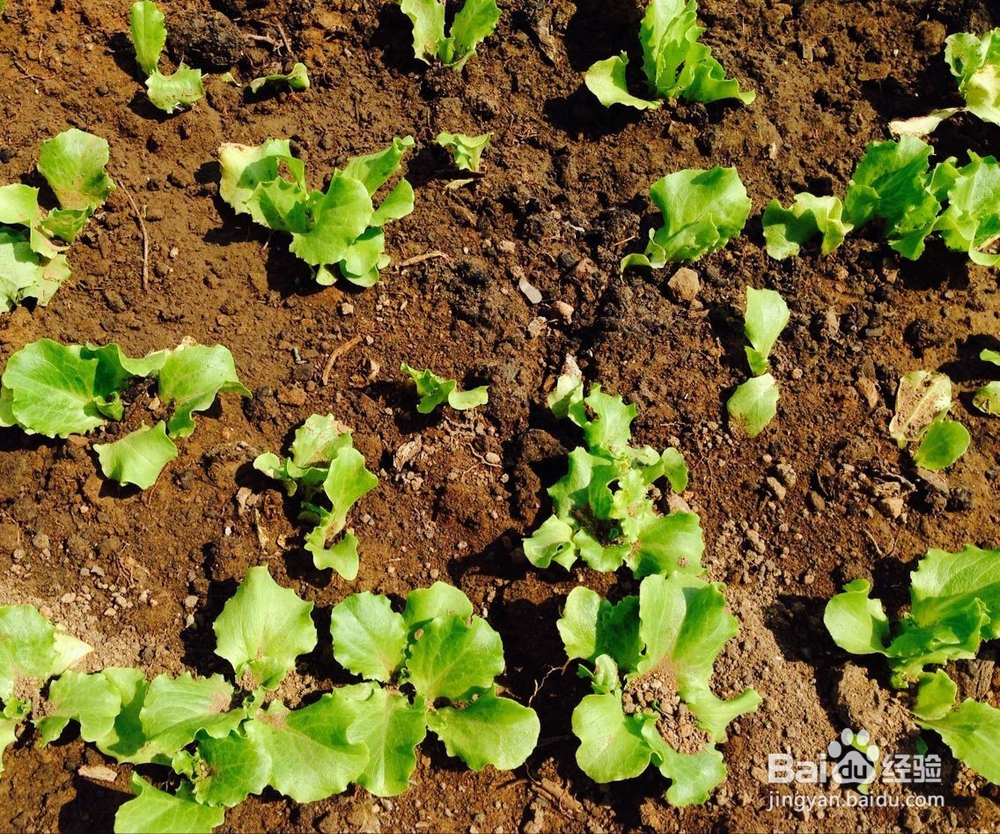 怎样培育小花苗?