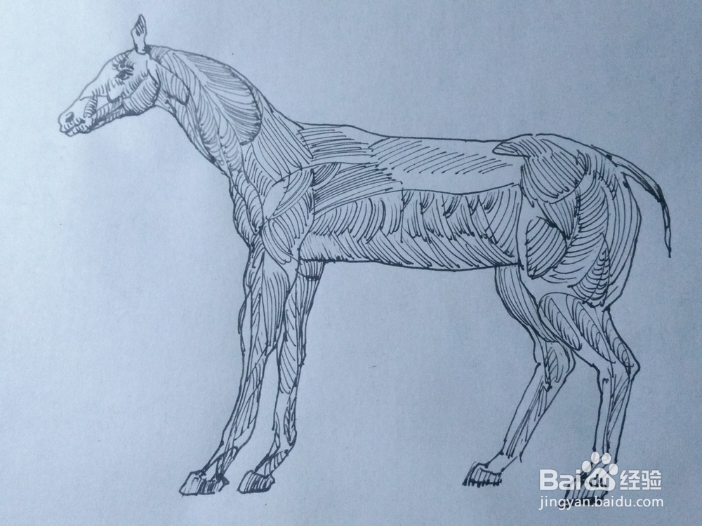 如何画马的肌肉