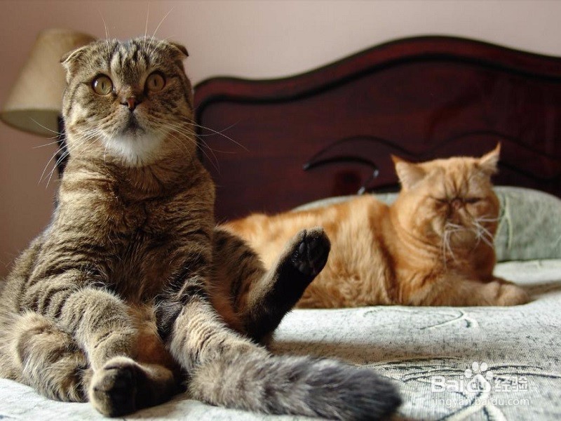 异国短毛猫怎么养