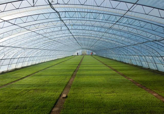 介绍一些除草的好方法