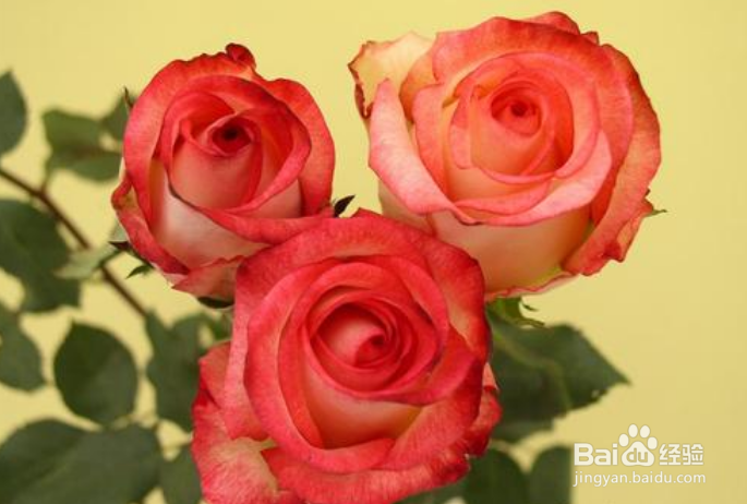 鲜切花醒花步骤