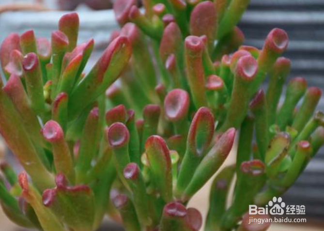 吸财树怎么长得快