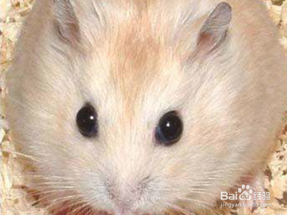 新手养什么仓鼠好容易饲养的仓鼠
