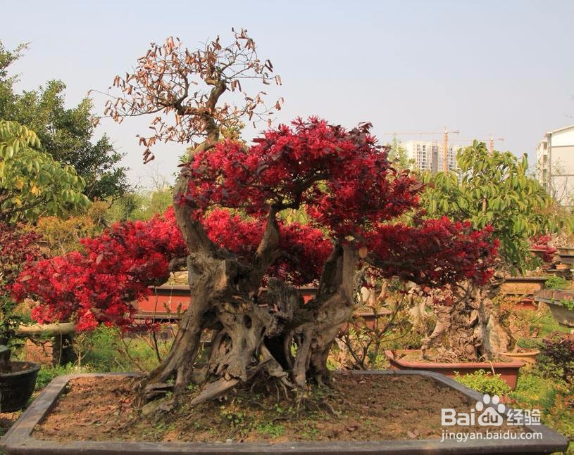 红花继木盆景怎么养
