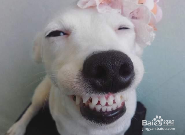 狗的寿命一年相当于人类几岁?