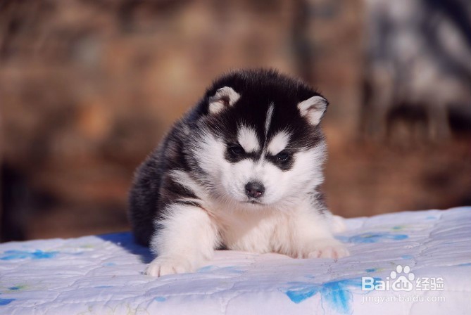 哈士奇幼犬的饲养，学会你就是专业的~