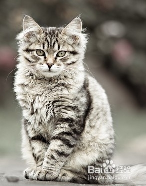 哪些猫咪适合年轻白领饲养