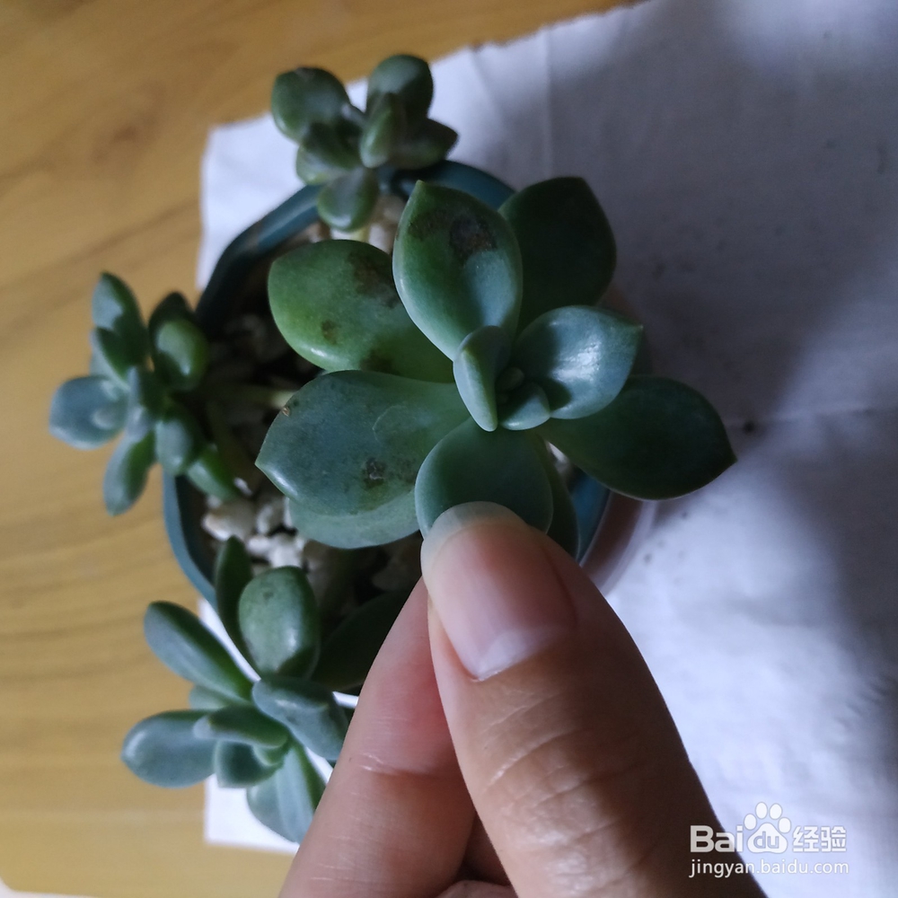 冬天多肉叶片扦插方法