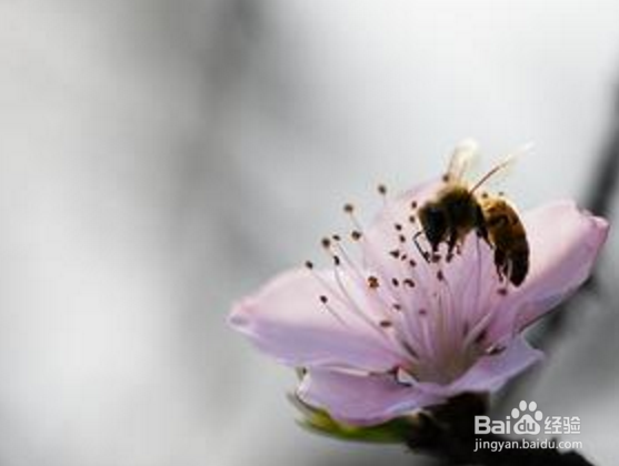 美容养颜如何选择，每天一杯桃花水