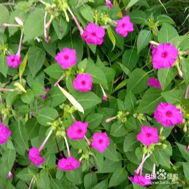 小时候的晚饭花,总在吃饭时开花,现在却少见