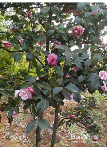 如何养殖茶花树