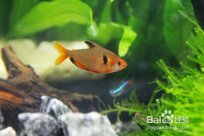 给鱼缸消毒方法