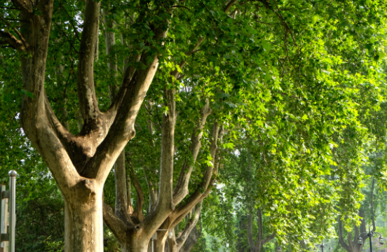 梧桐树和银杏树能活多久