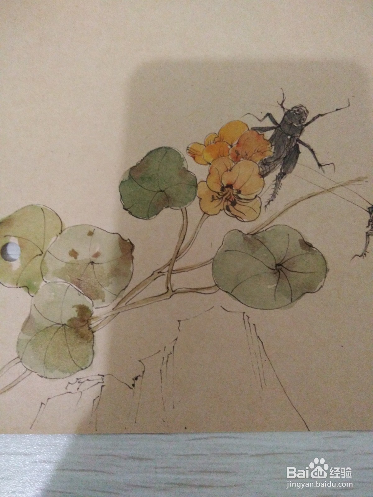 如何用卡纸画蟋蟀