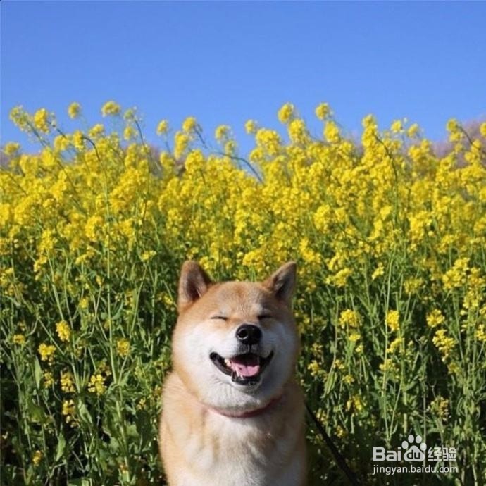 狗吃鸡骨头急救方法