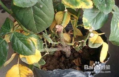 月季花叶子发黄枯萎怎么办