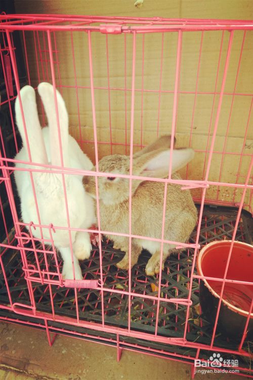 宠物兔养兔指南