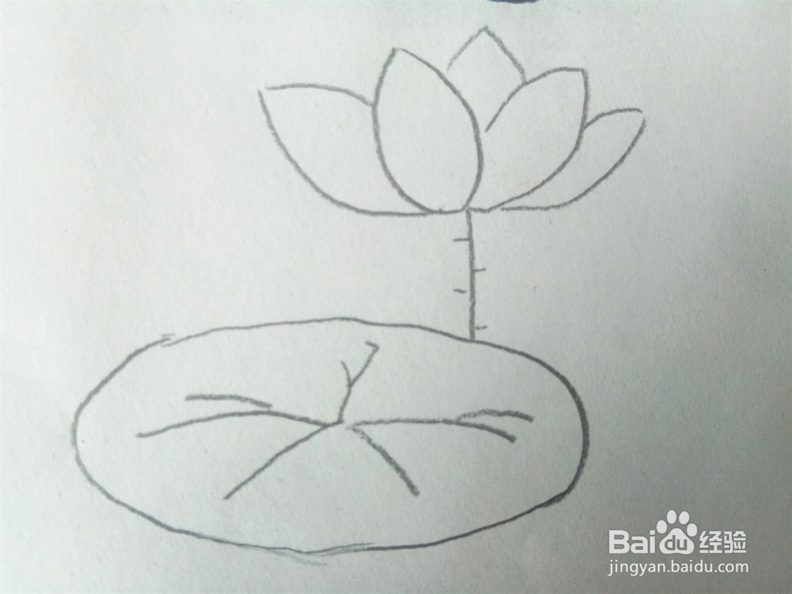 荷花的简笔画怎么画？