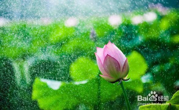 怎样描写下雨时的情景（如何描写下雨时的情景）[图]
