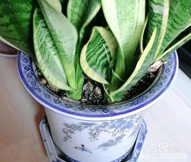 如何正确护养虎皮兰