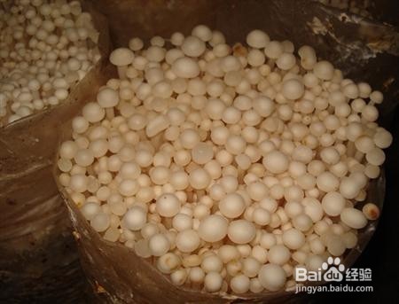 白金针菇应该怎么栽培