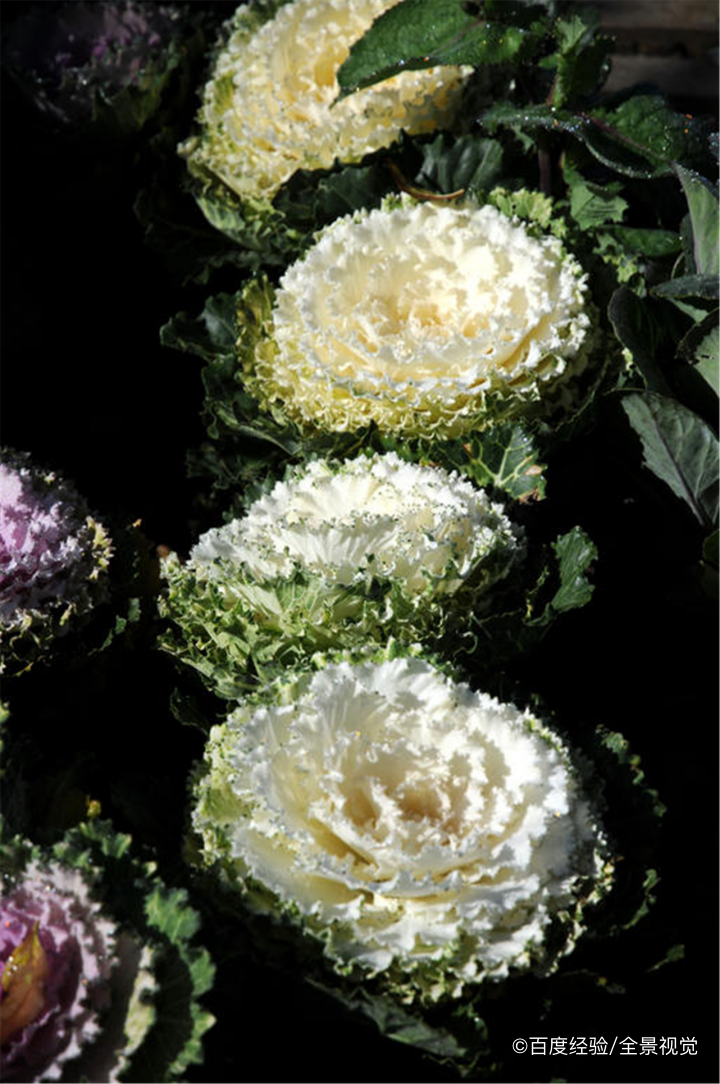 母婴人群可以吃苤蓝吗