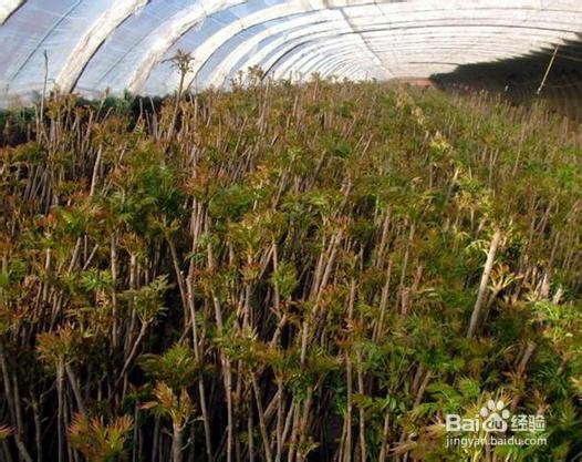 香椿芽的四大营养价值您是否知道