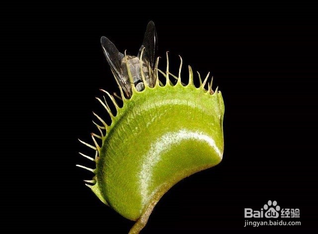 食蝇草怎么养护