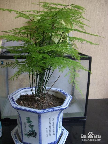 文竹的正确养殖方法