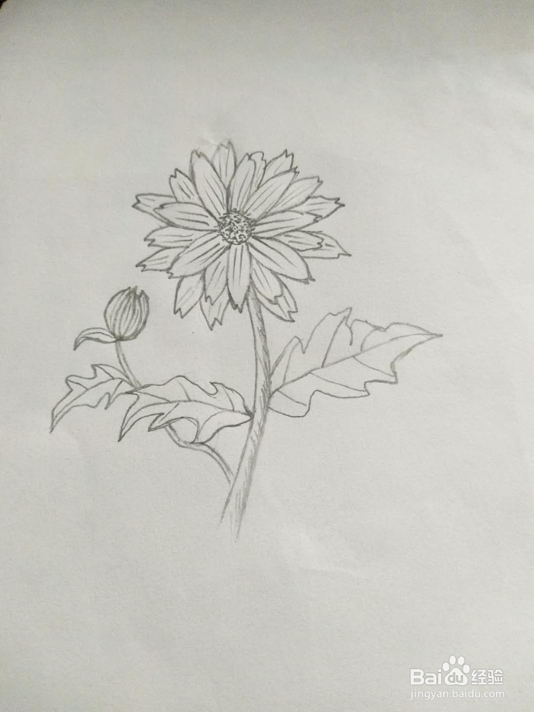 小雏菊怎么画