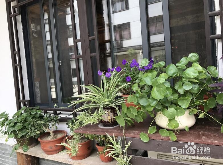 鸟啄窗户玻璃怎么赶走