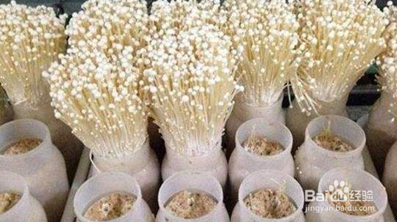 金针菇如何种植