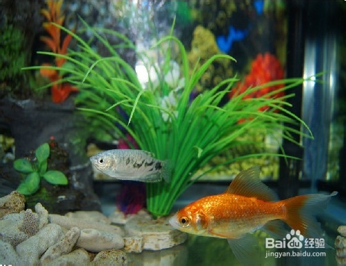 观赏鱼的养殖