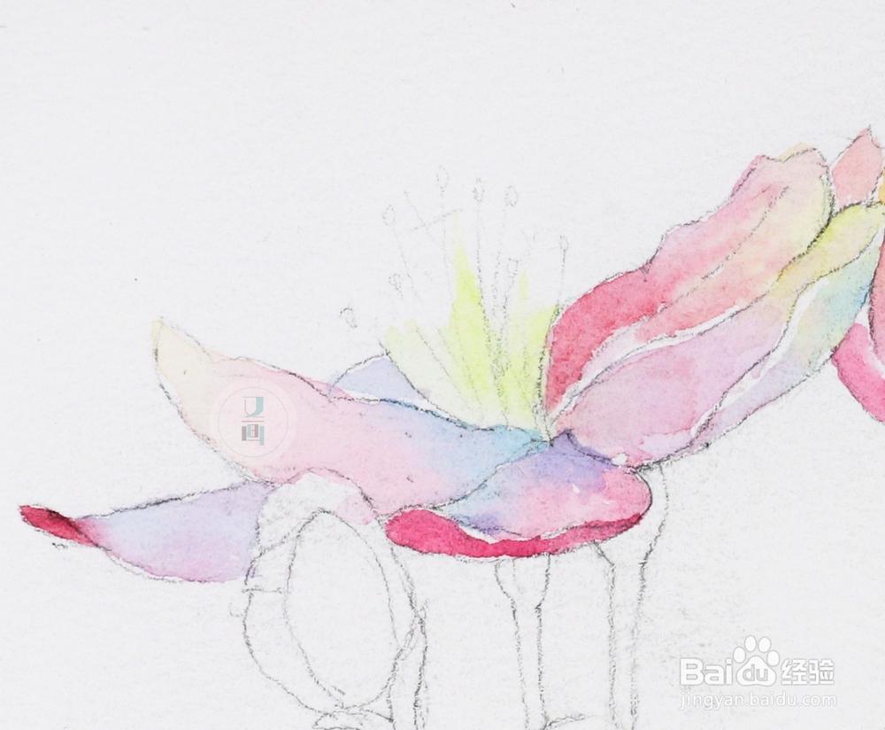 水彩花卉教程 | 跟又画一起画一幅海棠花吧