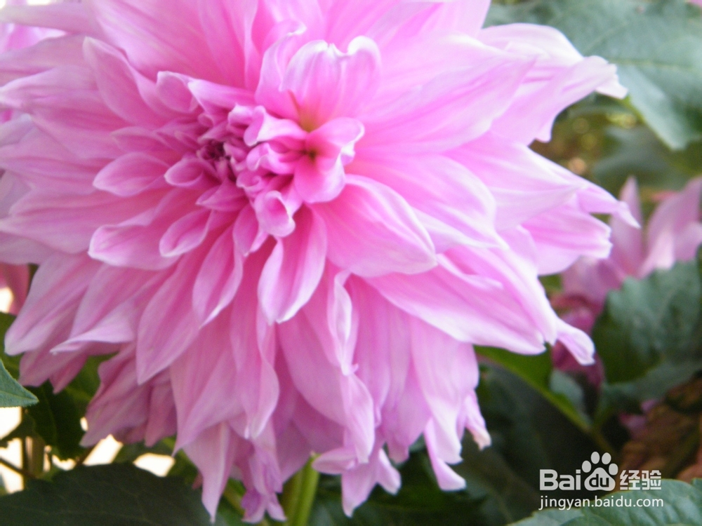 美丽的兰州：[2]春季花朵一景