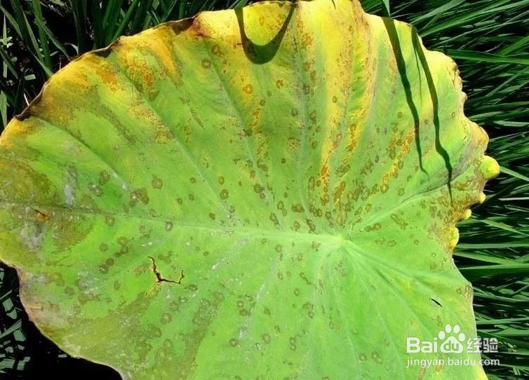 芋头常见病虫害的防治方法