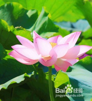 怎么做二维码扫出图片