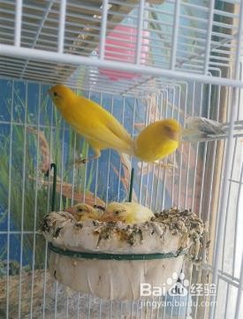 黄玉鸟的饲养方法