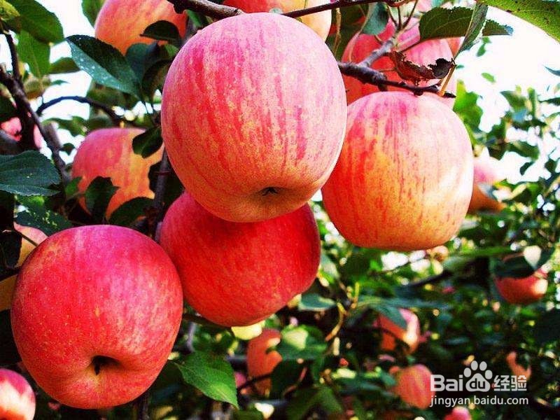 春天吃什么水果好