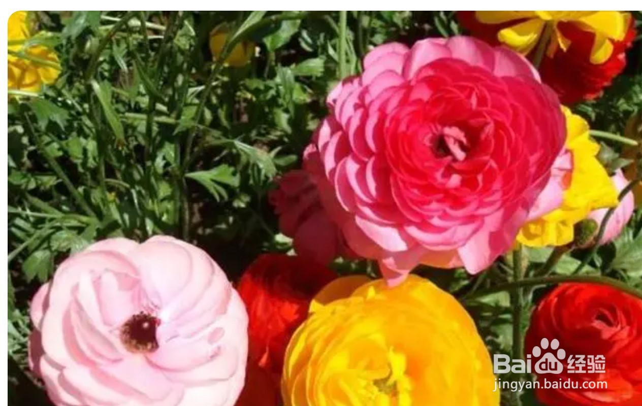 水养富贵竹叶子发黄怎么救冬季