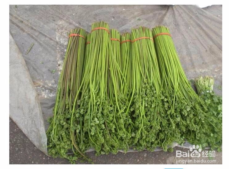 采摘春菜小贴士