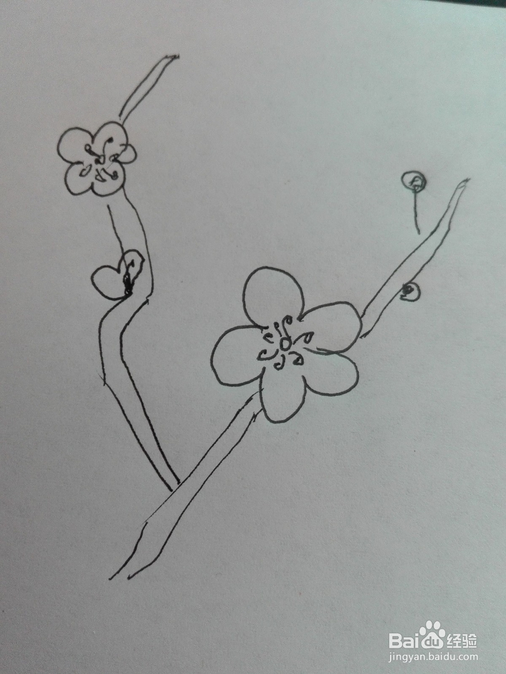 梅花的简笔画