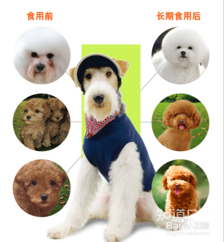 如何为狗狗挑选优质的狗粮？