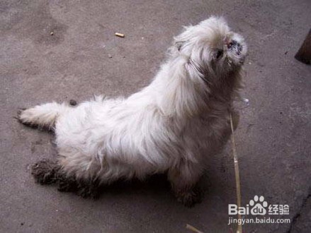 怎样对待不想养的宠物