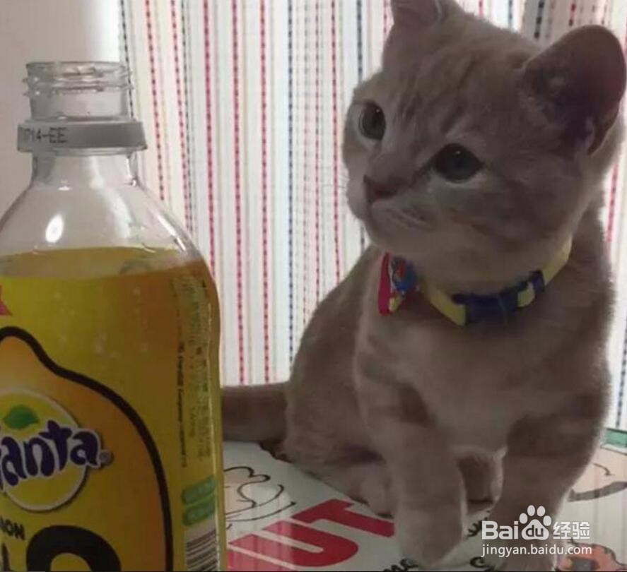 小奶猫闻了闻柠檬味的芬达后的表情亮了