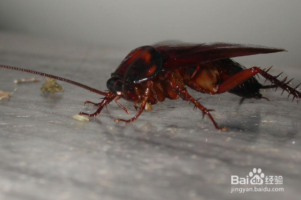 蟑螂是怎么来的