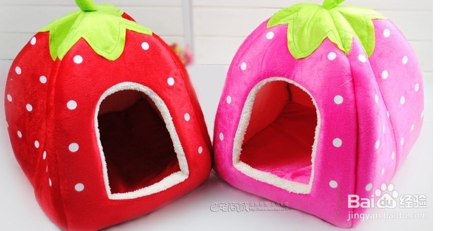 苏格兰折耳猫怎么养