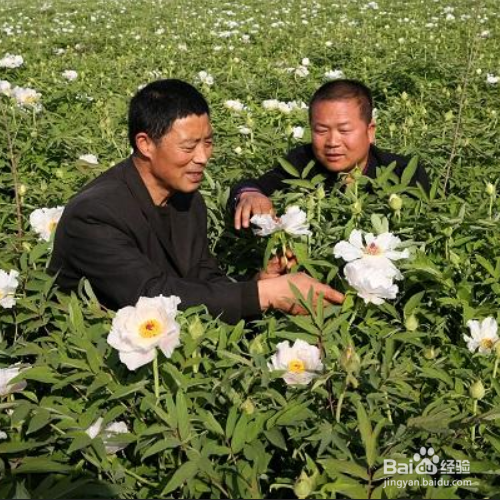 牡丹花是怎样种植以及怎样施肥？