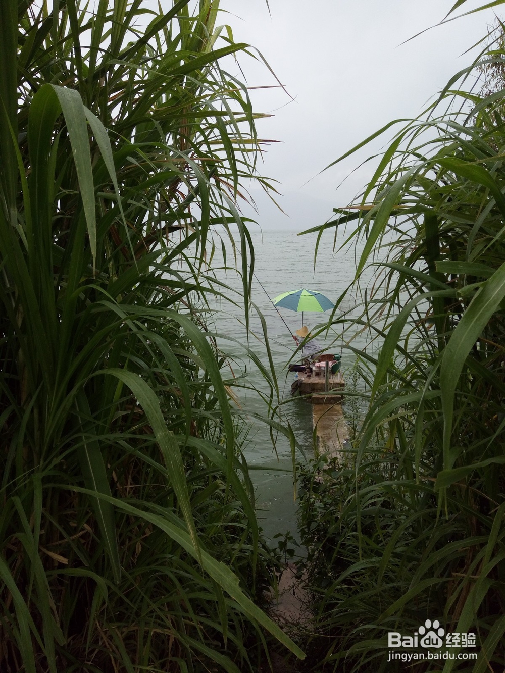 云南最美玉溪抚仙湖之樱花谷湿地公园情侣约会旅